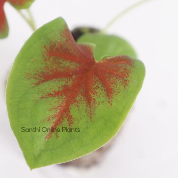 Caladium Hue of Pink Plant Online - Santhi Online Plants Nursery