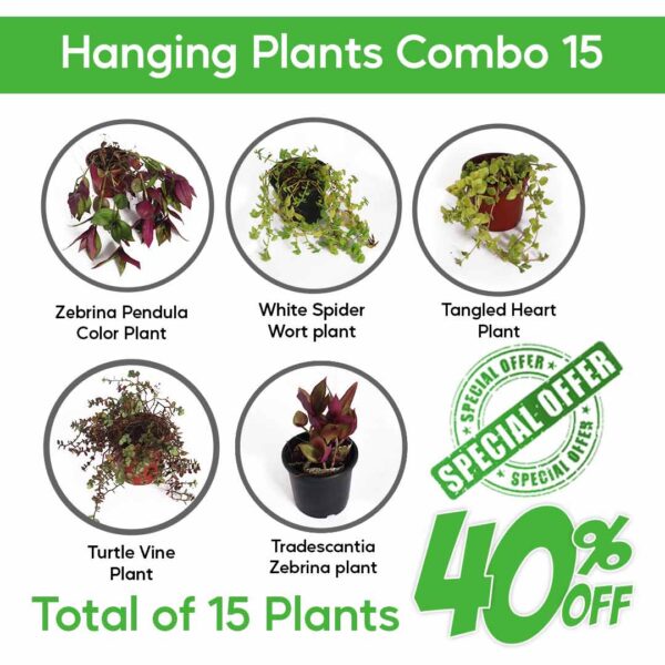 Hanging Plants Combo 15