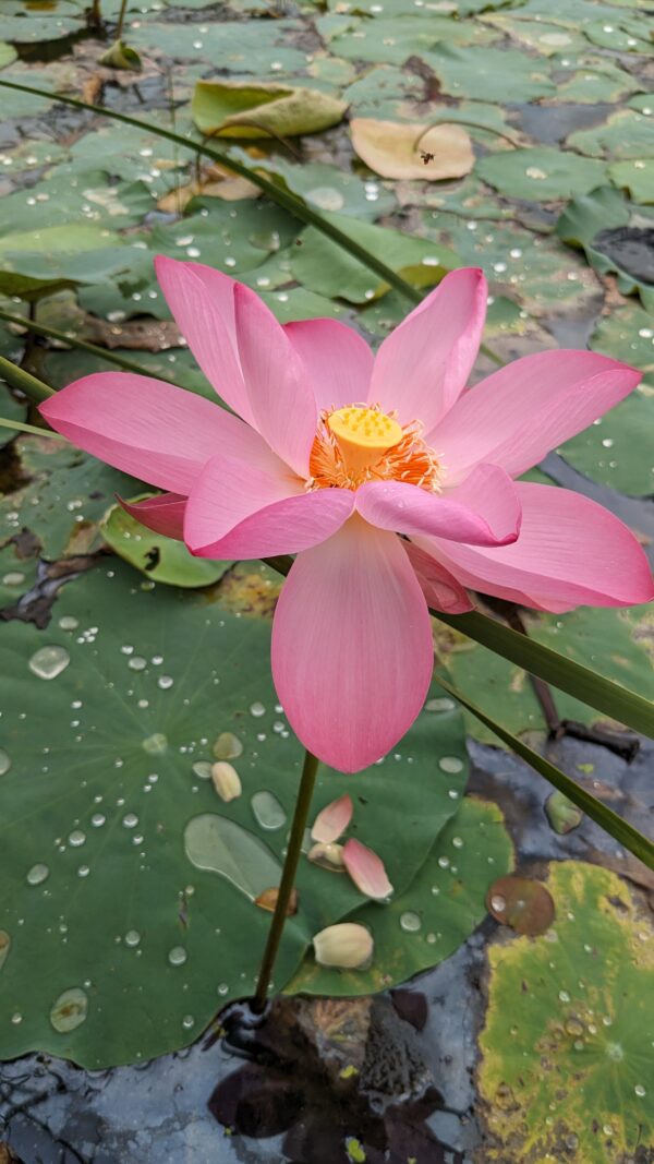 3 Pink Lotus Tuber (Nelumbo nucifera)