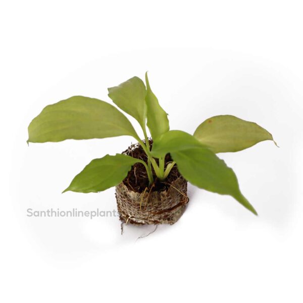 Spathiphyllum Peace Lily plant nursery