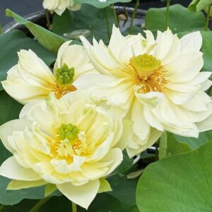 3 White lotus tuber (Nelumbo nucifera)