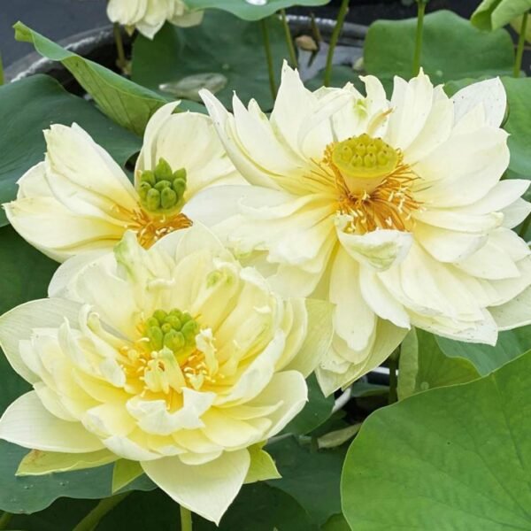 Nymphaea lotus