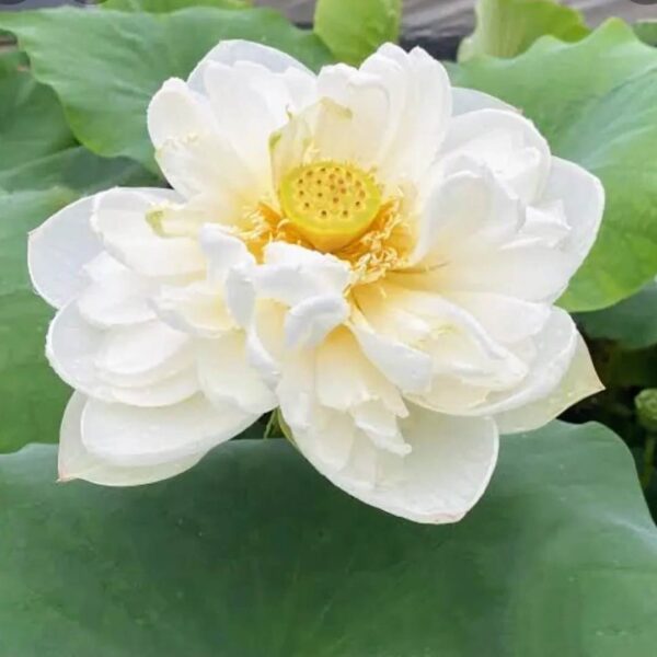 4 White lotus tuber (Nelumbo nucifera)