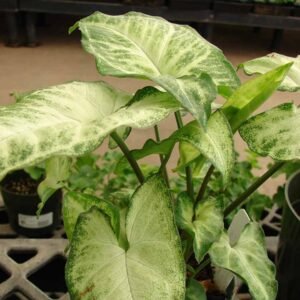 syngonium arrowhead