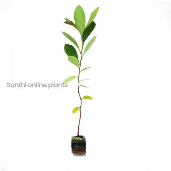 Sarakondrai Plant (Golden shower)