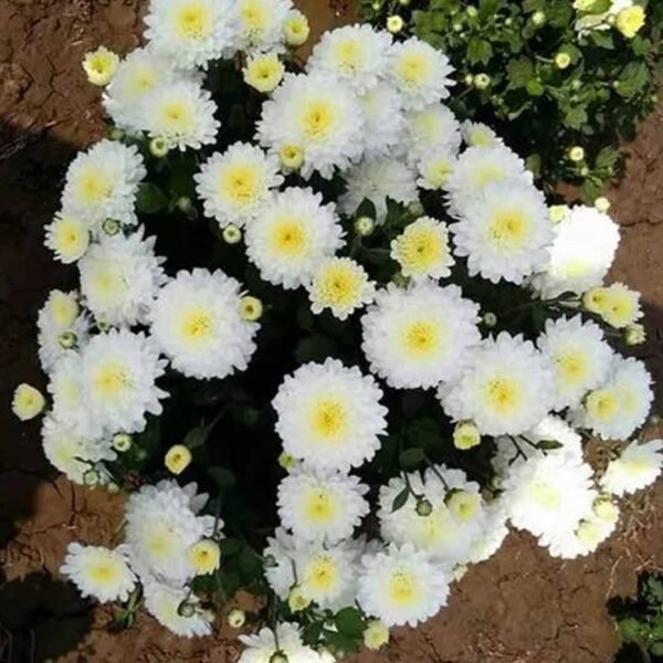 Sevanthi poornima white-Chrysanthemum