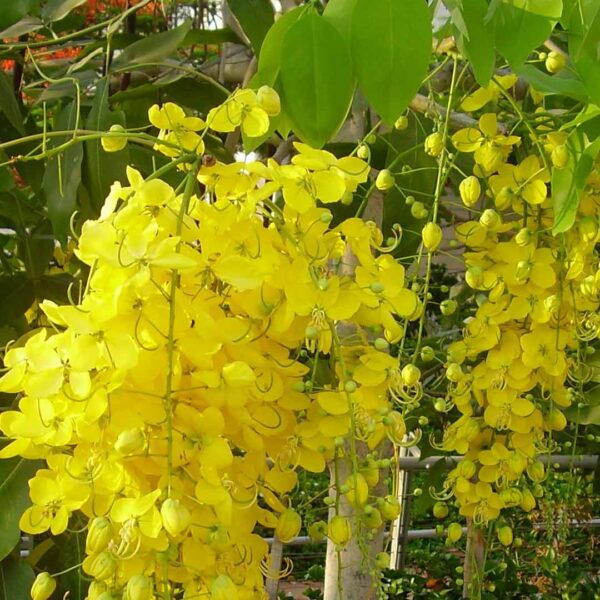 Kanikonna plant (Golden shower)
