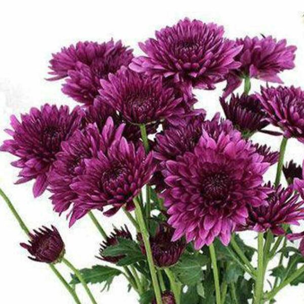 Sevanthi dark violet-Chrysanthemum