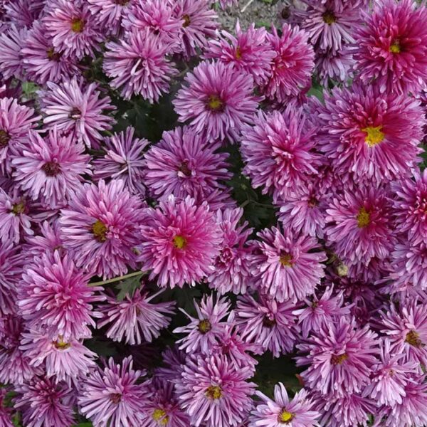 Sevanthi light violet-Chrysanthemum