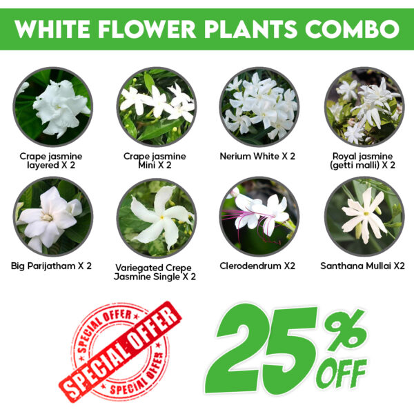 White flower plants combo
