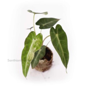 Alocasia bambino arrowhead plant