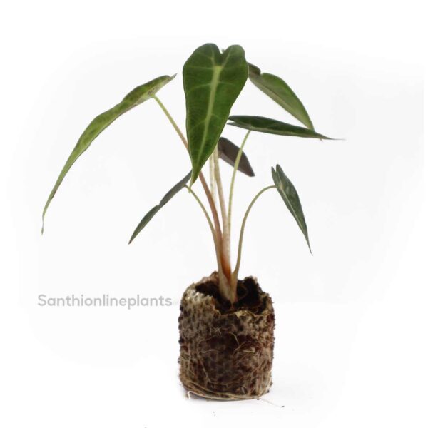 Alocasia bambino arrowhead plant