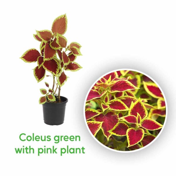 Coleus plants combo offer
