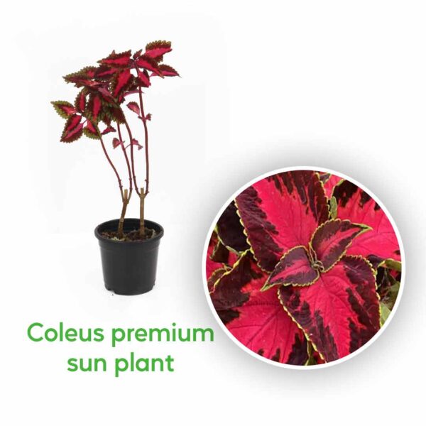 Coleus plants combo offer