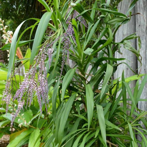 Cordyline stricta purple flower plant