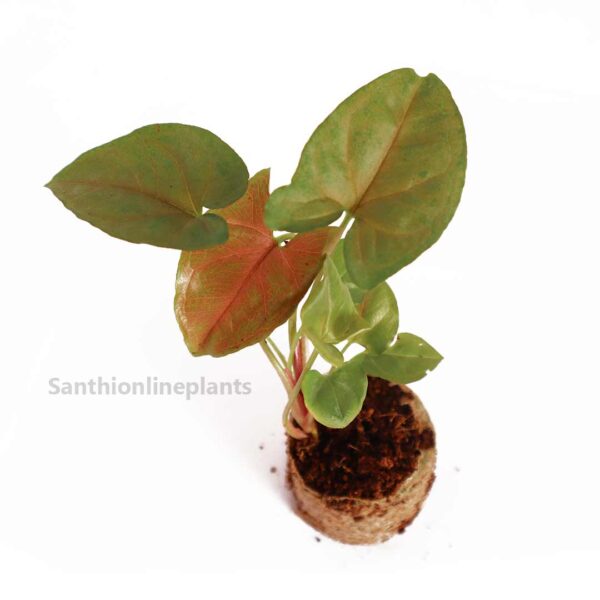 Syngonium Maria Allusion plant