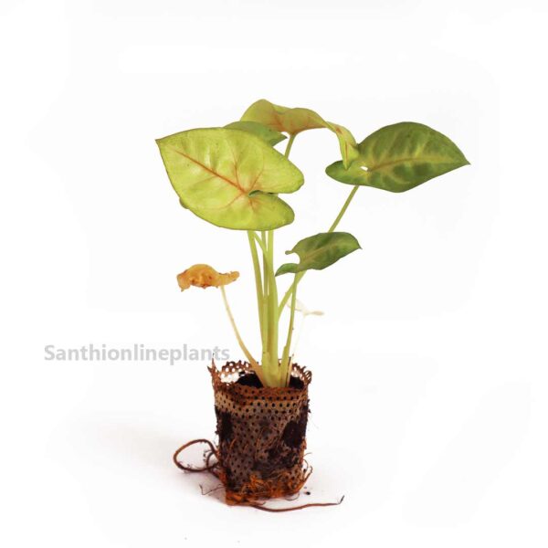 Syngonium Golden Allusion plant