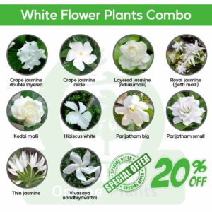 White Flower Plants Combo