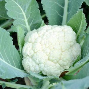Cauliflower - Vegetable plant