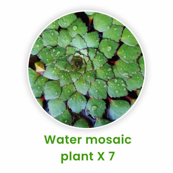 water plants - Aquatic plants set