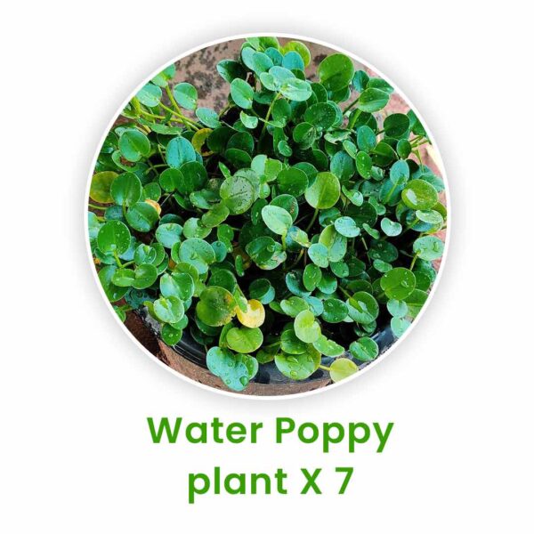 water plants - Aquatic plants set