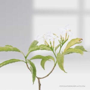 Crape jasmine variegated mini layered