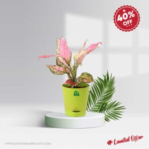 Aglaonema Pink Valentines (Pot Plant)
