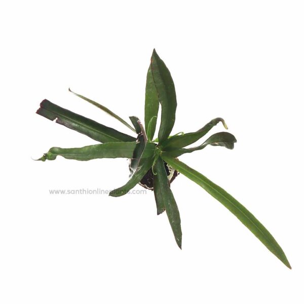 green mammy croton plant