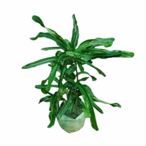 green mammy croton plants