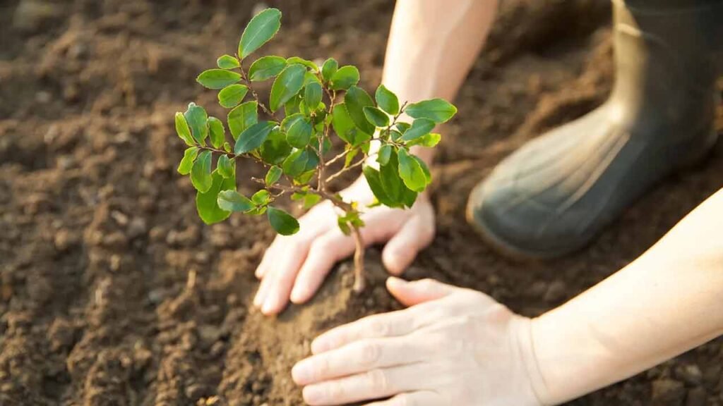 garden maintenance