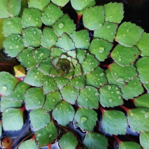 Ludwigia sedoides 10 plants