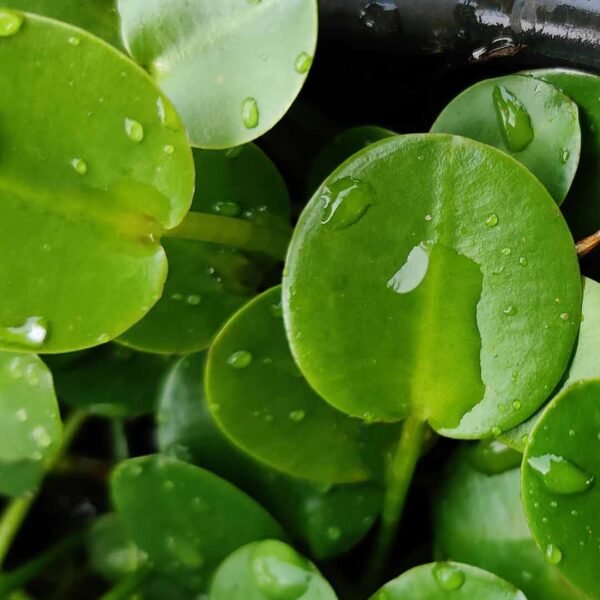 Water poppy plant