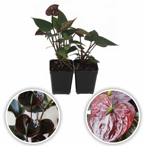 Anthurium Plants (Chocos-Fantasia)