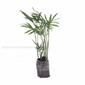 Chamaedorea palm plant
