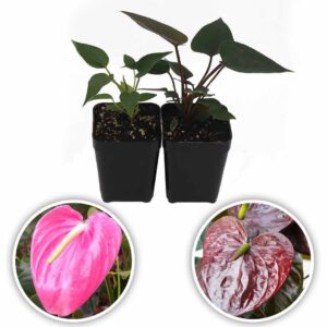 Anthurium Plant (Passion Pink-Fantasia)