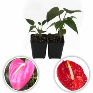 Anthurium Plant (Passion Pink-Flame)