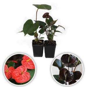 Anthurium Plant (Tropical Red-Chocos)