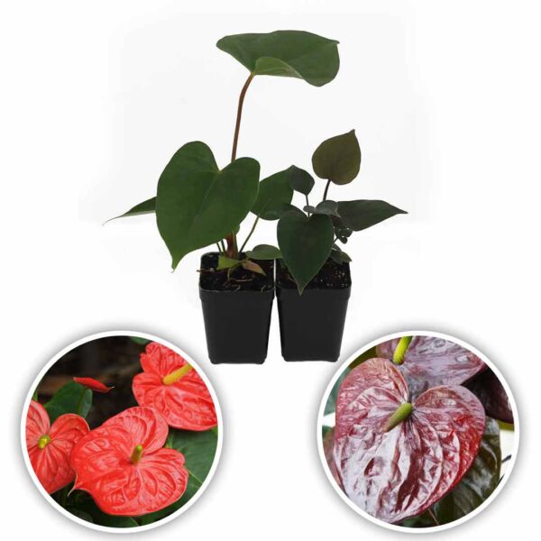 Anthurium tropical red- fantasia