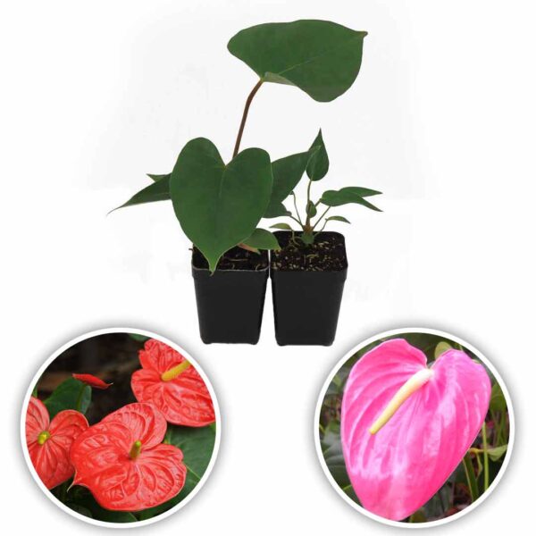 Anthurium Plant (Tropical Red - Passion Pink)