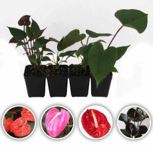 Anthurium Plant (Passion Pink-Flame-Chocos-Fantasia)