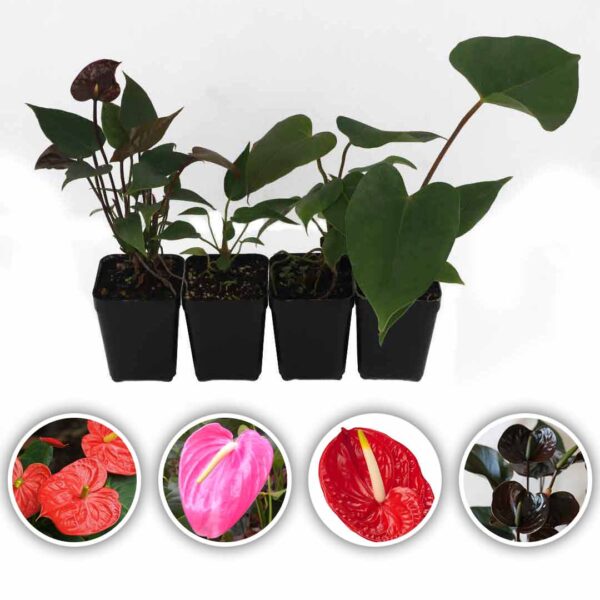 Anthurium Plants (Tropical Red-Passion Pink-Flame-Chocos)