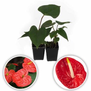 Anthurium Plant (Tropical Red - Flame)