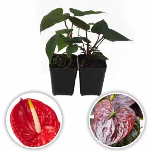 Anthurium Plants (Flame -Fantasia)