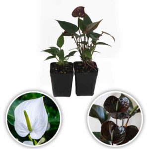 Anthurium Plant (Mauritius White -Chocos)