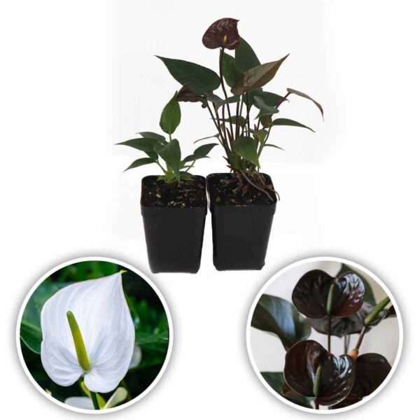 Anthurium Plant (Mauritius White -Chocos)
