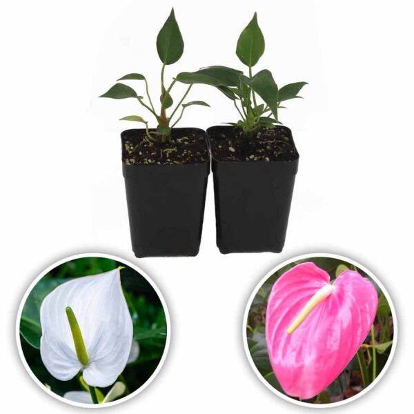 Anthurium Mauritius white-passion pink