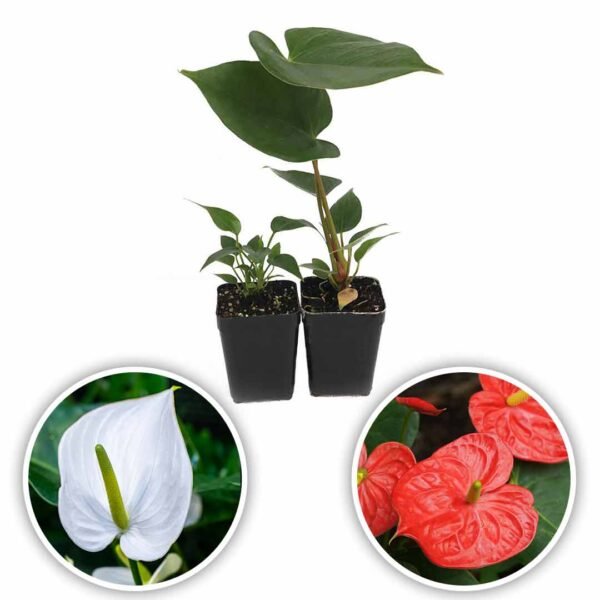 Anthurium mauritius white-tropical red