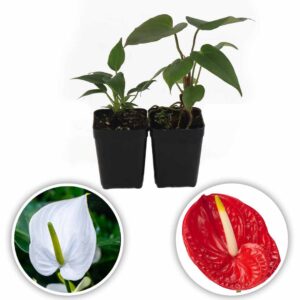 Anthurium Plant (Mauritius White -Flame)