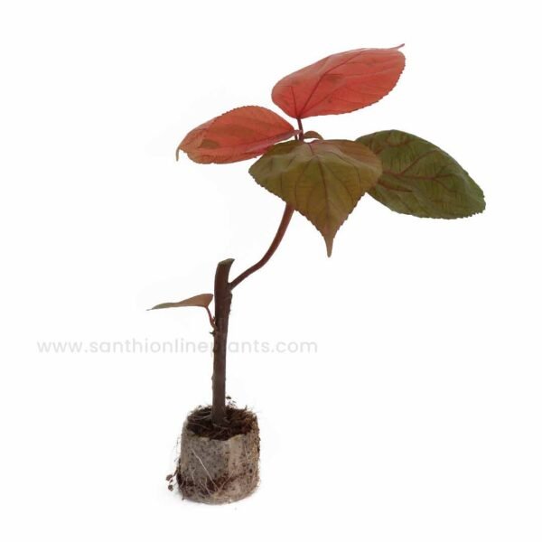 Acalypha Wilkesiana-Copper Plant