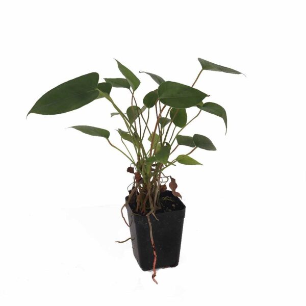 Anthurium Green flower plant